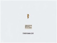 藏品(雙翅目)的圖片